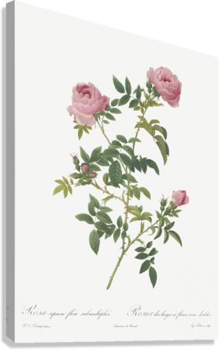 Pink french roses Canvas Print