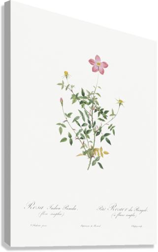 Blooming pink roses Canvas Print