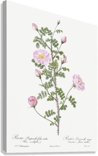 Pink scotch briar rose Canvas Print