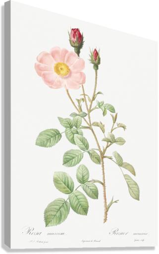 Vintage Musk rose Canvas Print