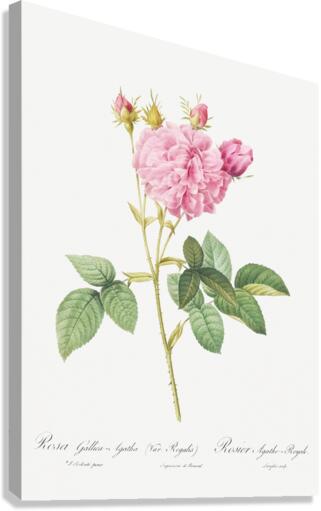 Pink Agatha rose Canvas Print