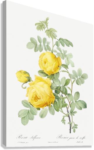 Pink Agatha rose Canvas Print