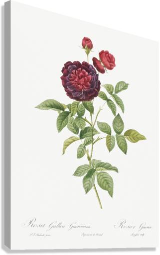 One hundred leaved rose Canvas Print