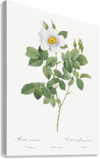 Blooming white roses Canvas Print