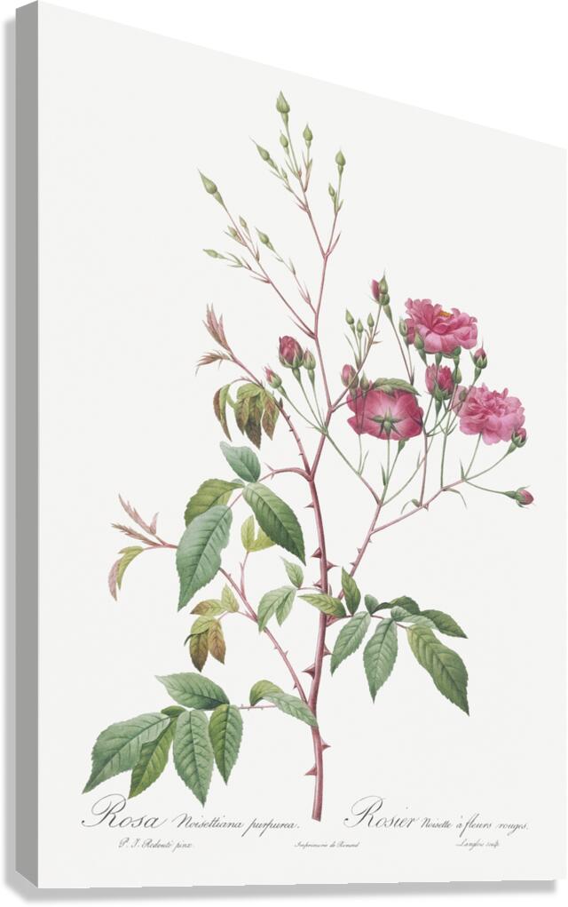 Pink noisette roses Canvas Print