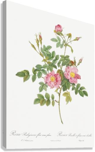 Burgundy cabbage rose in bloom Canvas Print