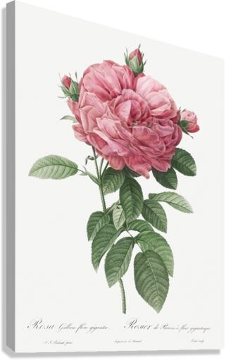 Burgundy cabbage rose in bloom Canvas Print