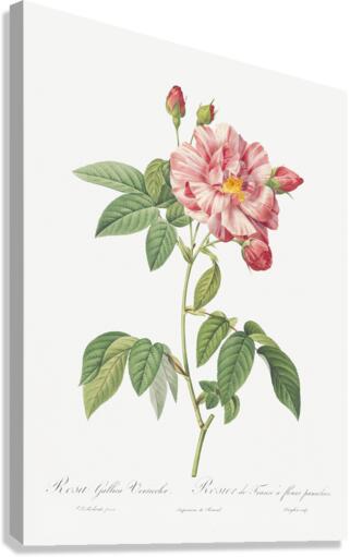 Pink french rosebush Canvas Print