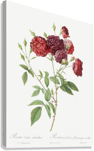 Ternaux rose in bloom Canvas Print