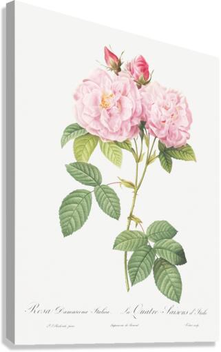 Vintage Leschenaults Rose Canvas Print