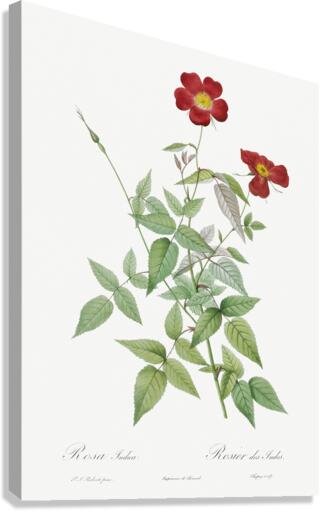 Blooming red rosebush Canvas Print