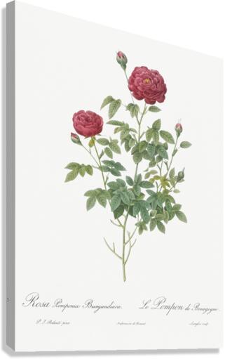 Burgundy cabbage rose in bloom Canvas Print