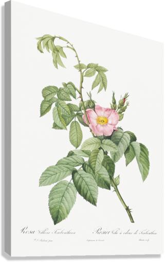 Pink apple rose in bloom Canvas Print