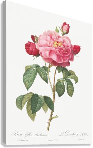 Vintage french rose Canvas Print