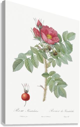 Anemone flowered rose Canvas Print