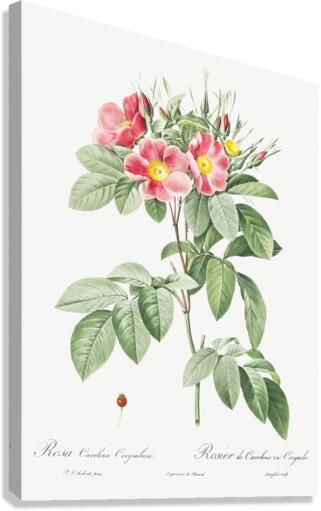 Blooming pink rosebush Canvas Print