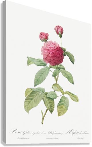 Agatha rose in bloom Canvas Print