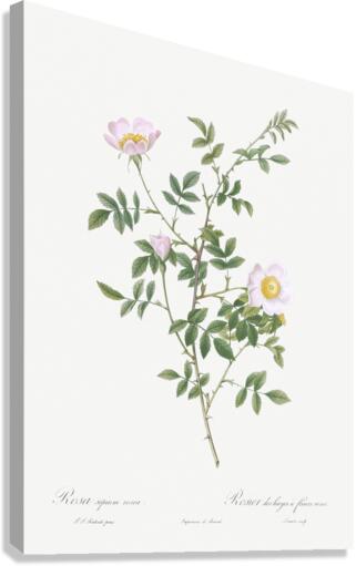 Pink hedge rose in bloom Canvas Print