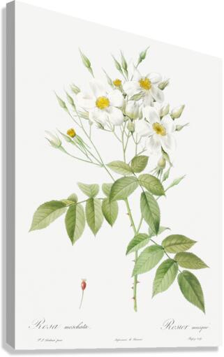 Vintage musk rose Canvas Print
