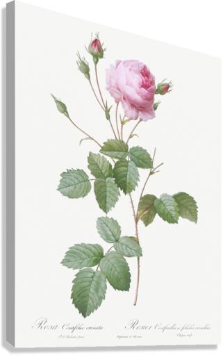 Pink provence rose Canvas Print