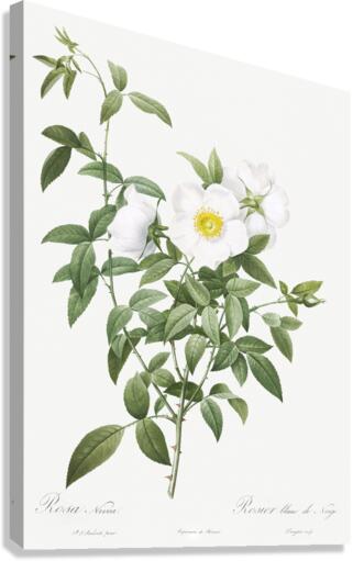 Blooming white roses Canvas Print
