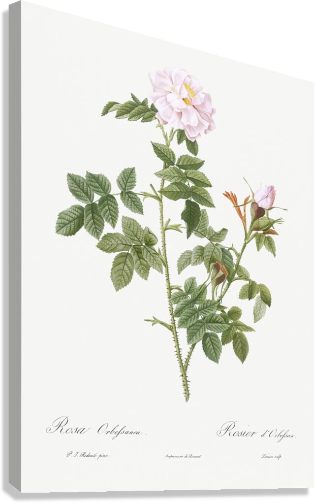 Blooming pink rosebush Canvas Print