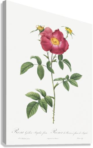 Stapelia rose in bloom Canvas Print