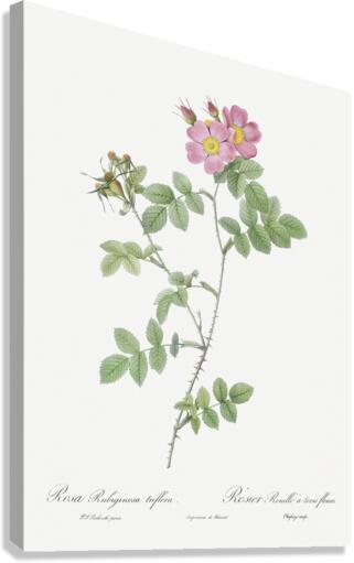 Pink sweetbriar roses Canvas Print