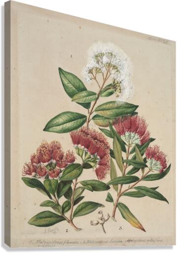 Sarah Featon 015 Canvas Print