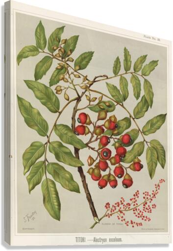 Sarah Featon 034 Canvas Print