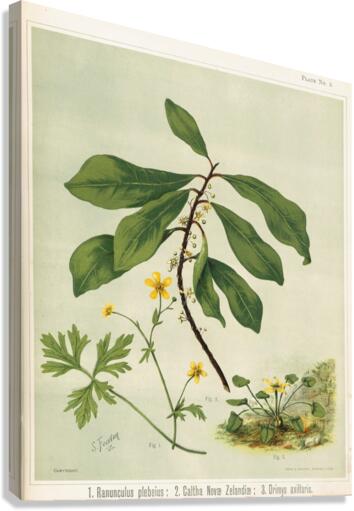 Sarah Featon 013 Canvas Print