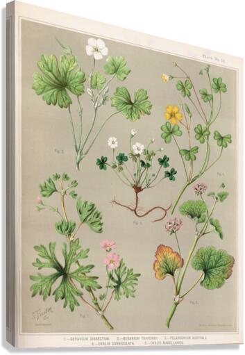 Sarah Featon 004 Canvas Print