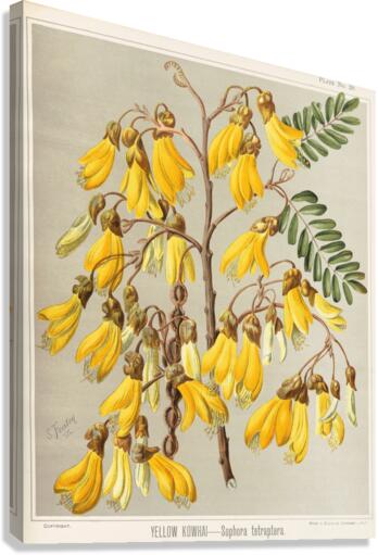 Sarah Featon 036 Canvas Print