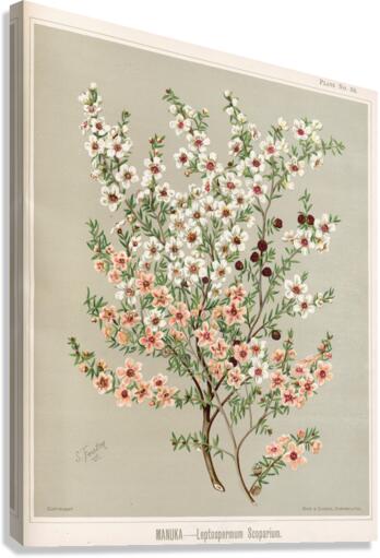 Sarah Featon 026 Canvas Print