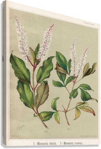 Sarah Featon 008 Canvas Print