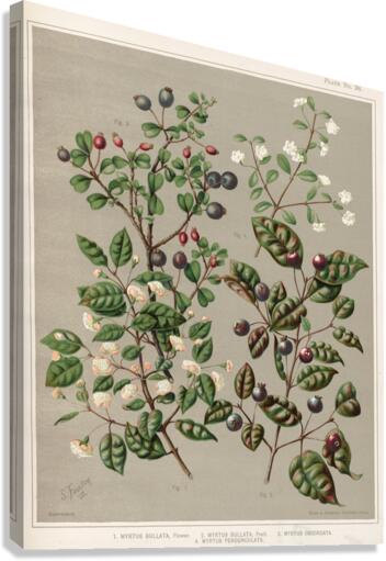 Sarah Featon 011 Canvas Print