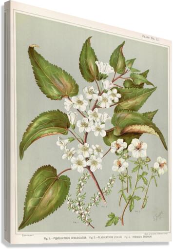 Sarah Featon 016 Canvas Print