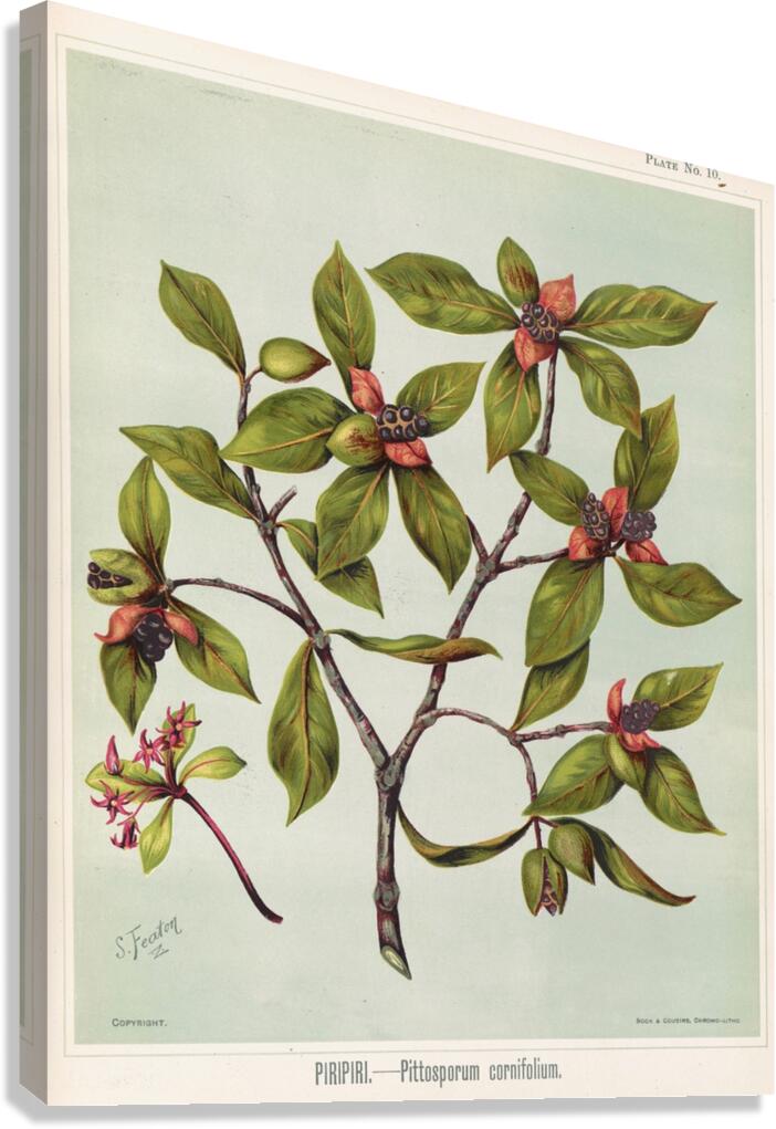 Sarah Featon 027 Canvas Print