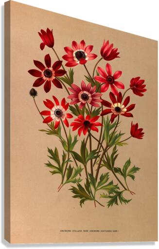 Album van Eeden : Haarlems flora : 1872-1881 Canvas Print