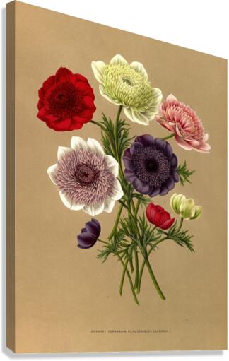 Album van Eeden : Haarlems flora : 1872-1881 Canvas Print