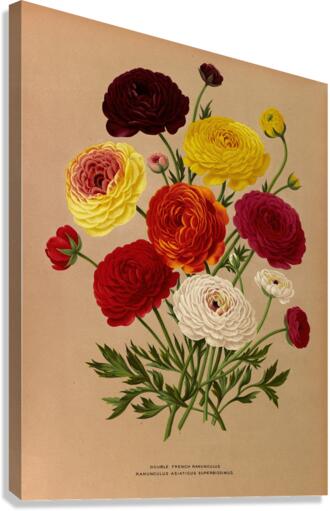 Album van Eeden : Haarlems flora : 1872-1881 Canvas Print