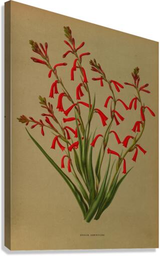 Album van Eeden : Haarlems flora : 1872-1881 Canvas Print