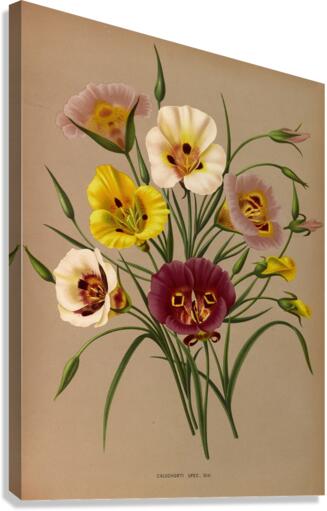 Album van Eeden : Haarlems flora : 1872-1881 Canvas Print