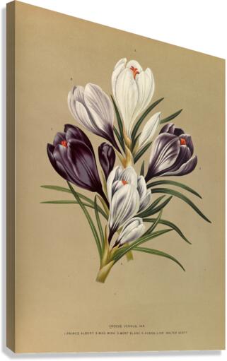 Album van Eeden : Haarlems flora : 1872-1881 Canvas Print
