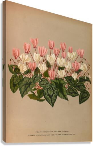 Album van Eeden : Haarlems flora : 1872-1881 Canvas Print