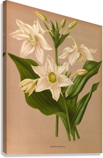 Album van Eeden : Haarlems flora : 1872-1881 Canvas Print