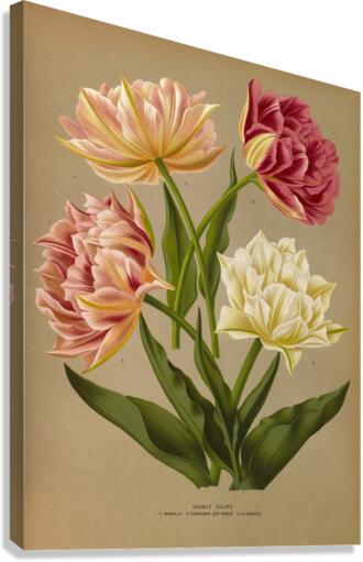 Album van Eeden : Haarlems flora : 1872-1881 Canvas Print