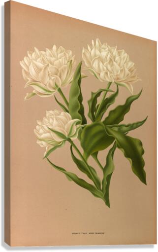 Album van Eeden : Haarlems flora : 1872-1881 Canvas Print