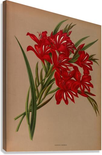 Album van Eeden : Haarlems flora : 1872-1881 Canvas Print