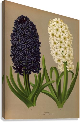 Album van Eeden : Haarlems flora : 1872-1881 Canvas Print